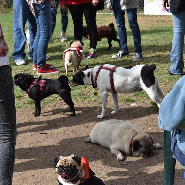 #queenoffarts👑💨 #forthelove❤️ #smoochesformypooches💋🐾 #organicpetboutique #itolerateyou😑 #painttherosesred🌹 #pugsandhugs🐾🤗