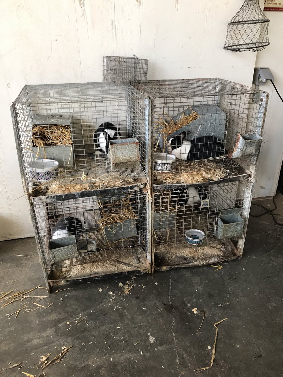 decountersam79's tweet photo. If Braydon and I have our calendar right the Ag shop should have baby bunnies in it when students return Tuesday.  #babywatch2018 #handsonlearning https://t.co/T6x6fRKHBW