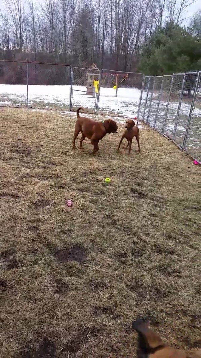 CanineCCC's tweet photo. We had such a great Valentine's Day!!!  Hope you did too!!! https://t.co/EfmzJpQnqT https://t.co/ac5EFadqxI