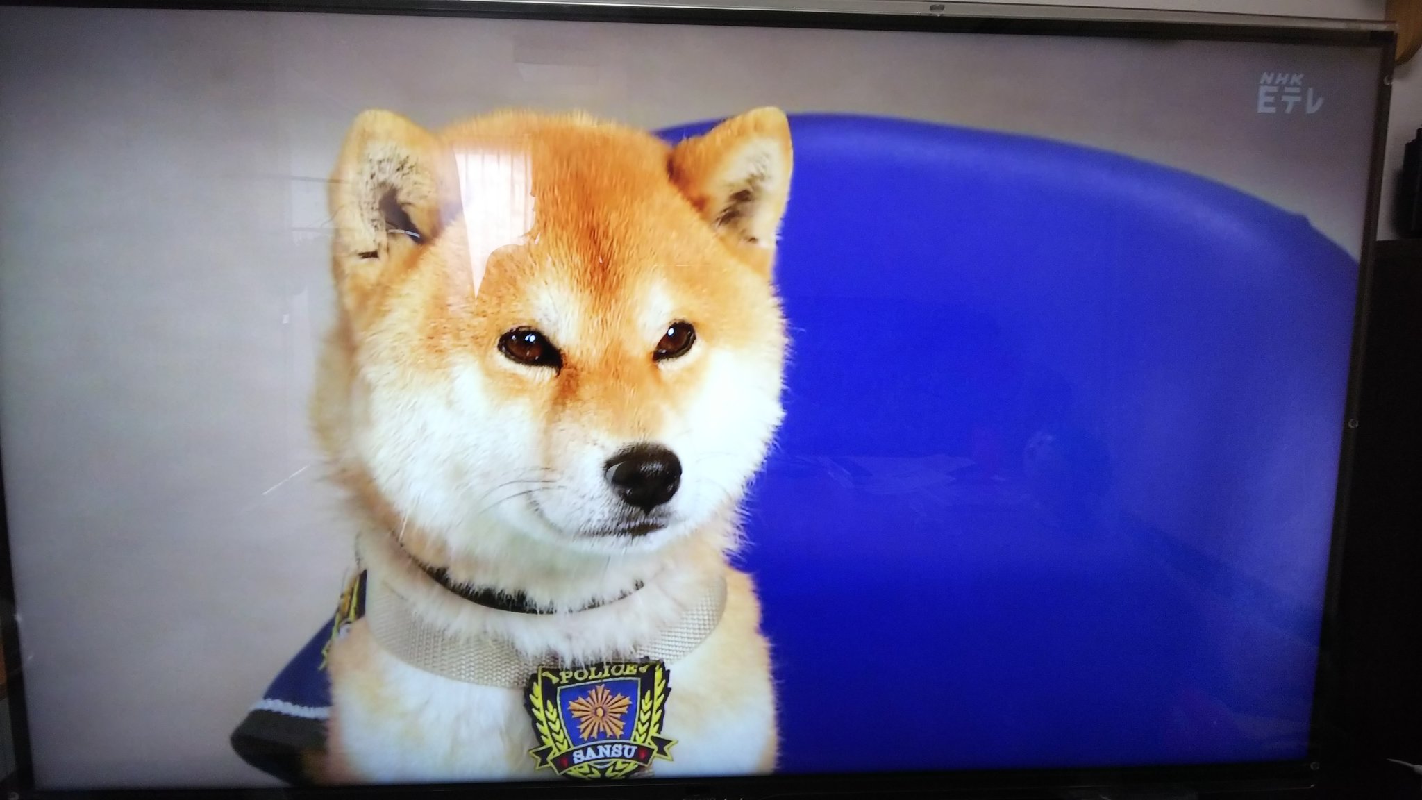 ぐっぴー Eテレのさんすう犬ワンのワンコが可愛すぎていつも癒される あーーー可愛い可愛いよぉ さんすう犬ワン Eテレ 柴犬 T Co G1pt9ar1s6 Twitter