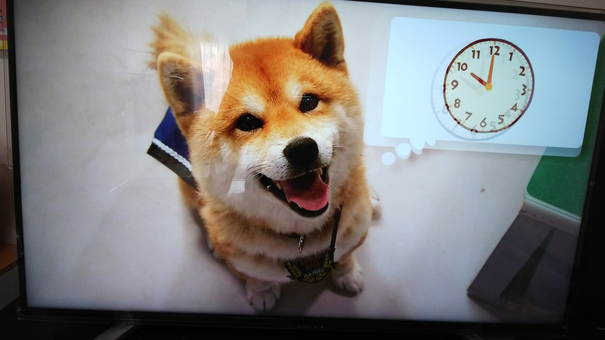 硬化する 説明 鯨 さんすう 犬 ワン 時計 Ozaki Kenchiku Jp