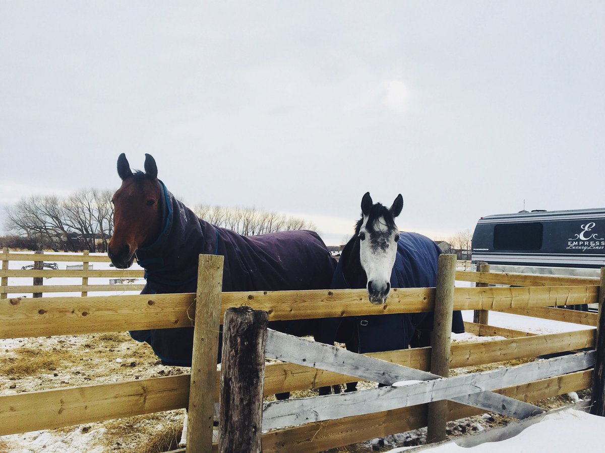 MGstablesWpg's tweet photo. Two of our awesome boarders - Conner and Gia π
#warmbloods #dressage #boardingstable #winnipeg https://t.co/Qqf3Gg8P1n