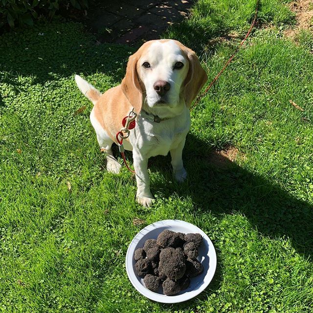 Today, I be mainly finding loads of Burgundy truffles #notbadfor30minutes #beaglesofinstagram #beaglesarebest #burgundytruffle #truffledog ift.tt/2EzZwK3