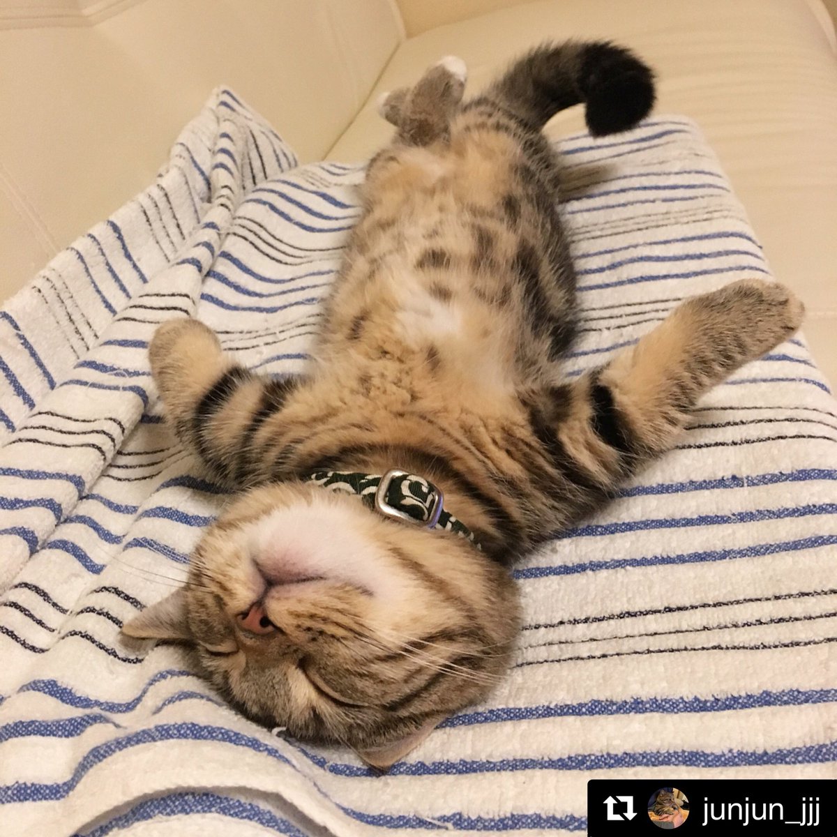 Popcatsculture Goodnight Repost Junjun Jjj そういえば まんたろー生後6カ月になりました あっという間ですね 猫 ねこ ねこ部 短足マンチカン 短足まんちかん まんちかん マンチカン まんたろー Cat Catstagram Picneco みん Popcatsculture Goodnight Repost Junjun Jjj そういえば まんたろー生後6カ月になりました あっという間ですね 猫 ねこ ねこ部 短足マンチカン 短足まんちかん まんちかん マンチカン まんたろー Cat Catstagram Picneco みん