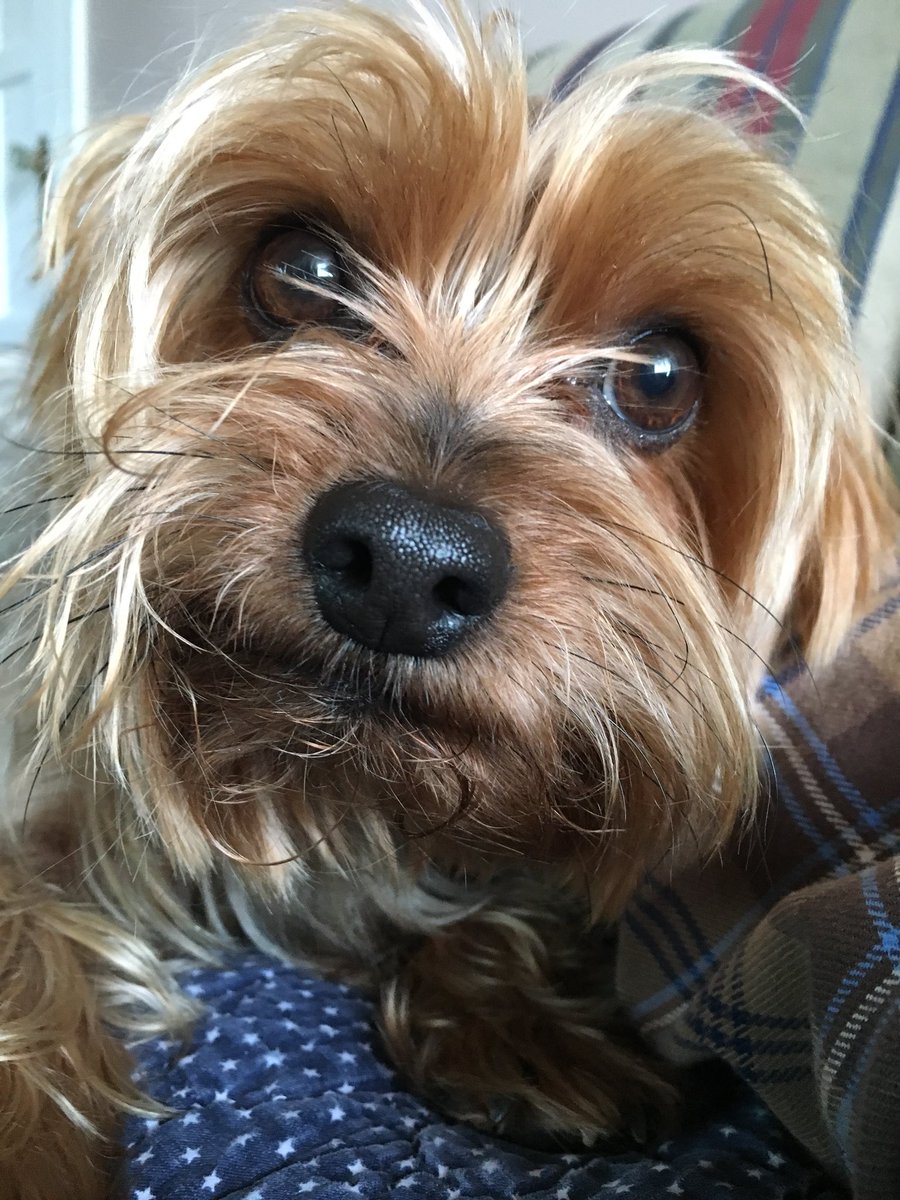 phegley_greg's tweet photo. My name is Brady.   I’m about 5 years old.  Greg has taken me in to live with him.  Today was my first day.  Two walks and a bath!!Tomorrow we’re headed to Springfield to visit the Lincoln Museum and Lincoln’s tomb. https://t.co/iud16EwzbH