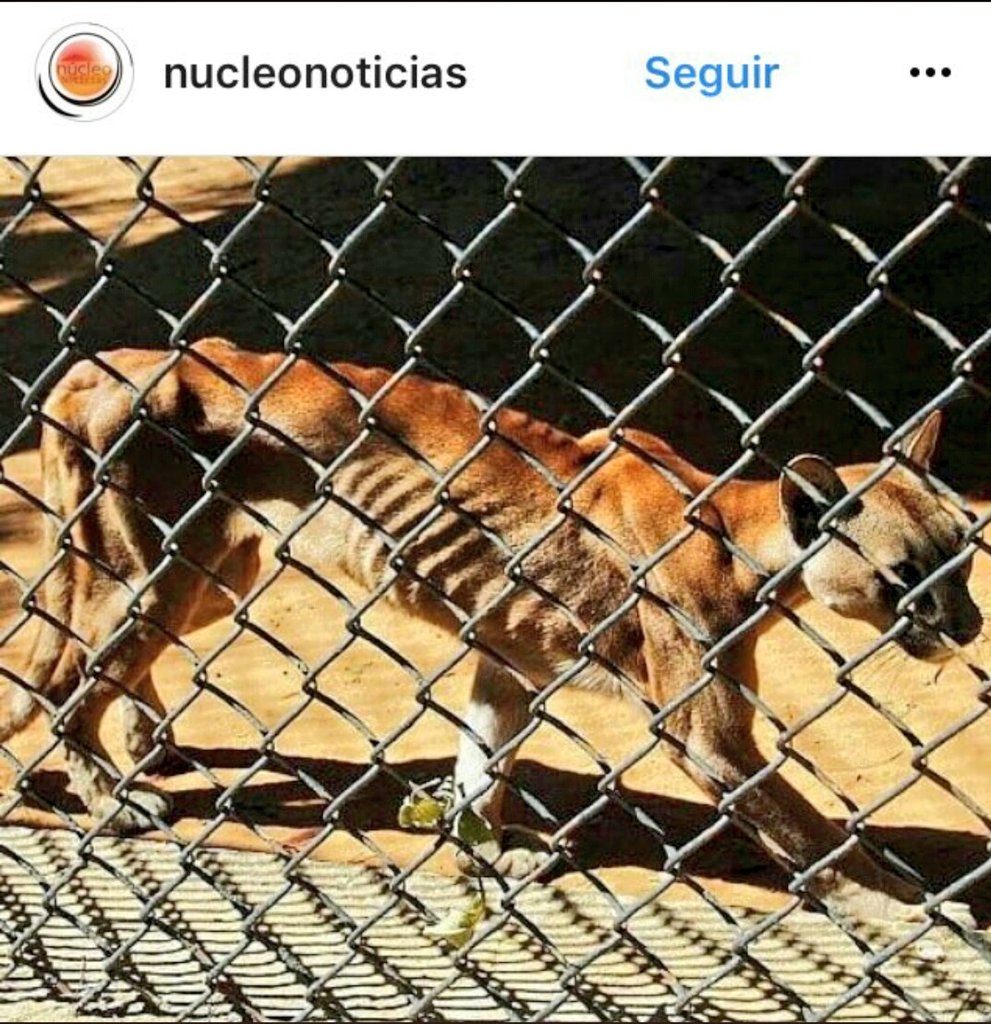 MASCOTASDECALLE's tweet photo. Una de las tantas desgracias que se suman a la lista de lo que vivimos en Venezuela es el estado como están los zoológicos. 
Esto no tiene perdón tener un animal encerrado hasta que muera de hambre. 
#SOSzoologicoZulia 
Qué los liberen en su habitat,los alimenten,etc Ayuda #SOS https://t.co/L8eSuK6WR5