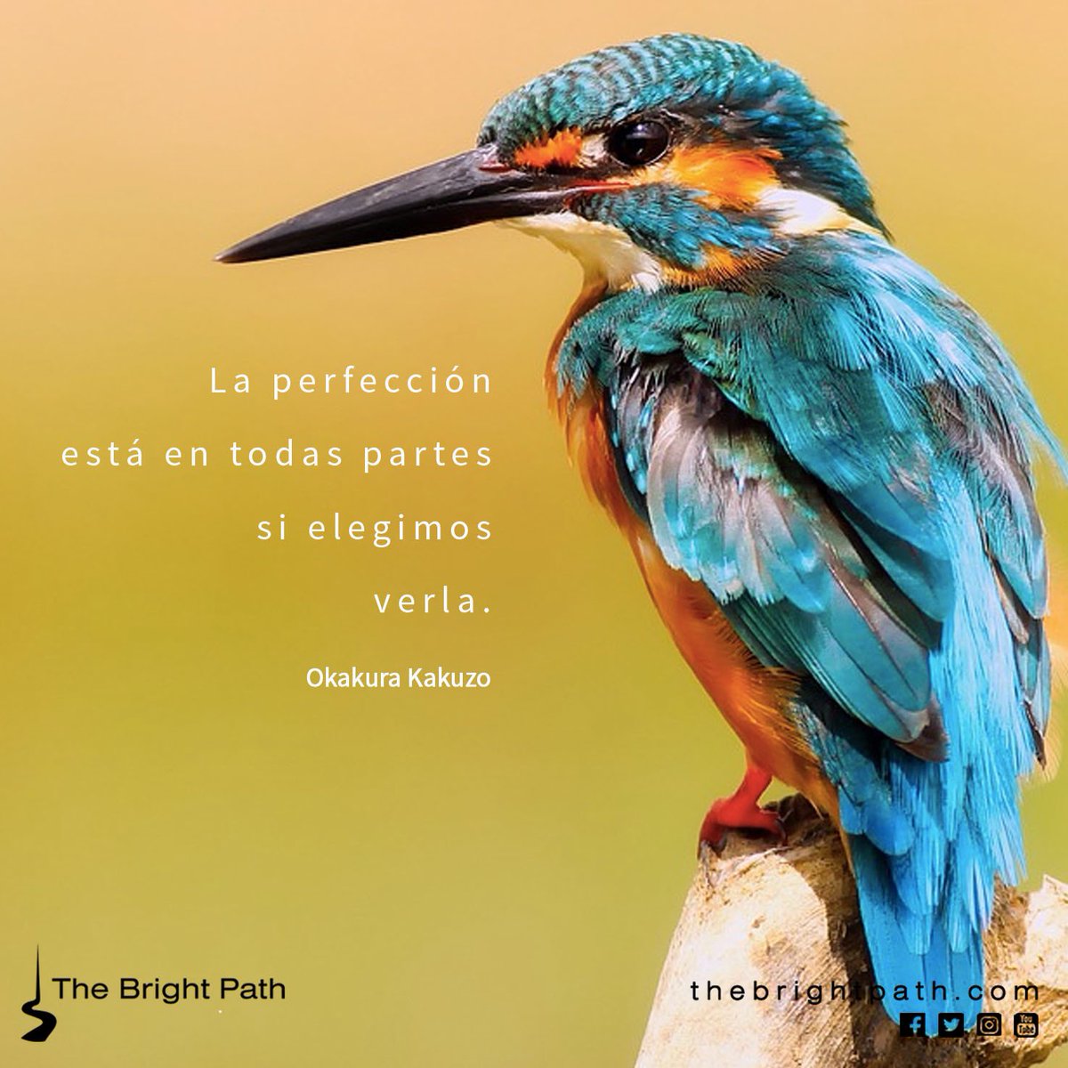 TheBrightPathEs's tweet image. Tu experiencia de vida es perfecta.