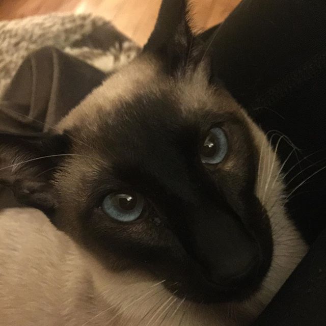 LauraEdin's tweet photo. #readyformycloseup #sealpointsiamese #siamesecat #catsofscotland #catsofblackhall #catsofinstagram #siamese_cupid https://t.co/POrf2JDv8t https://t.co/JpN3TgWaoB