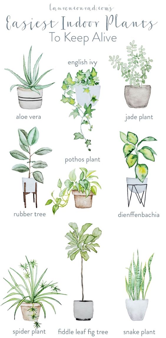IndianaRealtor1's tweet photo. Because I love indoor plants, but they don't love me. 😂
#houseplants #cleanair #pleasedontdiethistime #greenthumb #homedecor https://t.co/QybFNDefIj