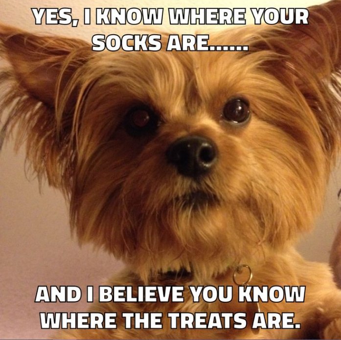 TheYorkieTimes's tweet photo. Yep... This sounds about right. What do you guys think? #theyorkietimes #yorkies #notmysocks https://t.co/M3gVTskqhF