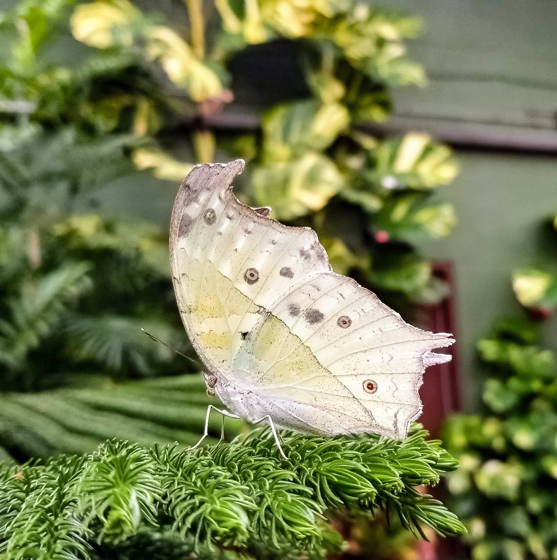 Lauren Davidson tweet media