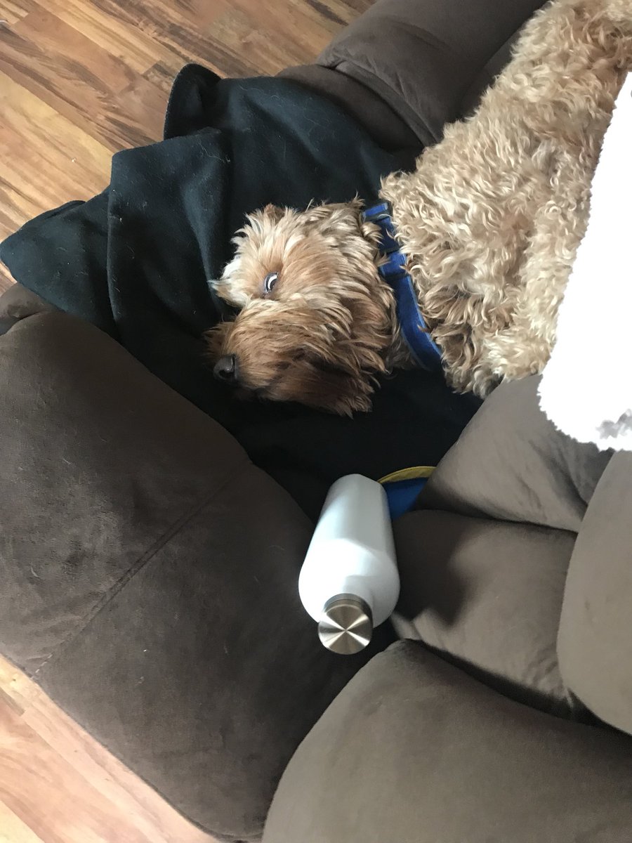 DoodleKushman's tweet photo. Mom keeps trying to talk to me but I am so tired. https://t.co/ehU8fckEgK