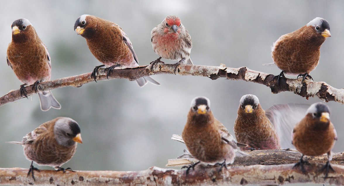 Cornell Lab On Twitter So Far In The 2018 Great Backyard Bird