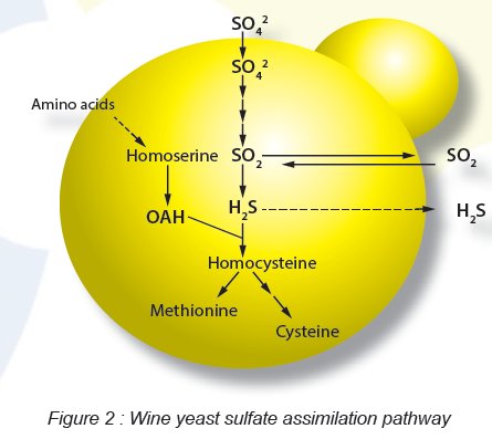 Better SO2 management in winemaking with the use of low SO2 &amp; acetaldehyde wine yeasts buff.ly/2Fh0dcB
 #WineMaking #v18 #Harvest18