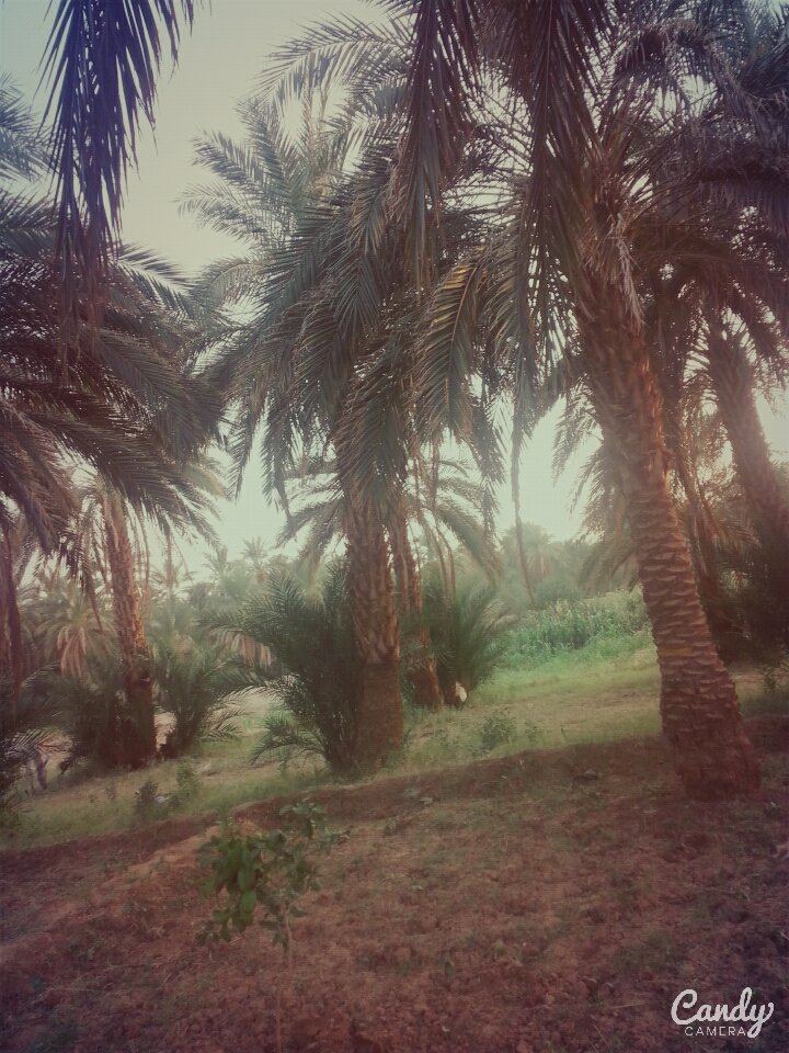 reemali65's tweet photo. #SudaneseCulture 😍😍 صور تحكي عن جمال بلدنا https://t.co/49QdqvNsrc