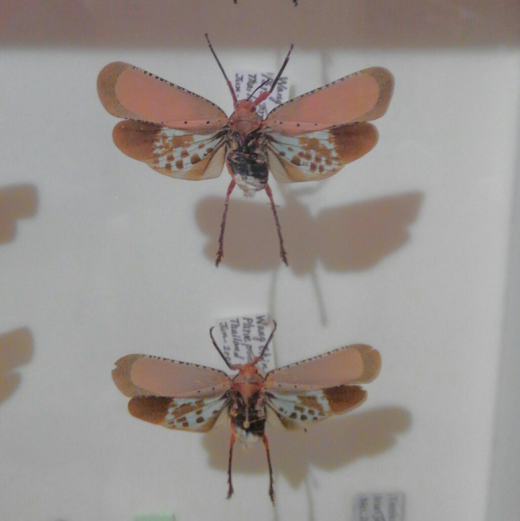 九州大学総合研究博物館 on Twitter 