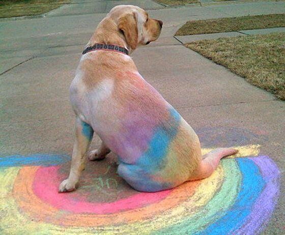 DailyiDogs's tweet photo. Well it seemed to be like a good place to nap. https://t.co/IH7AtI1hCV