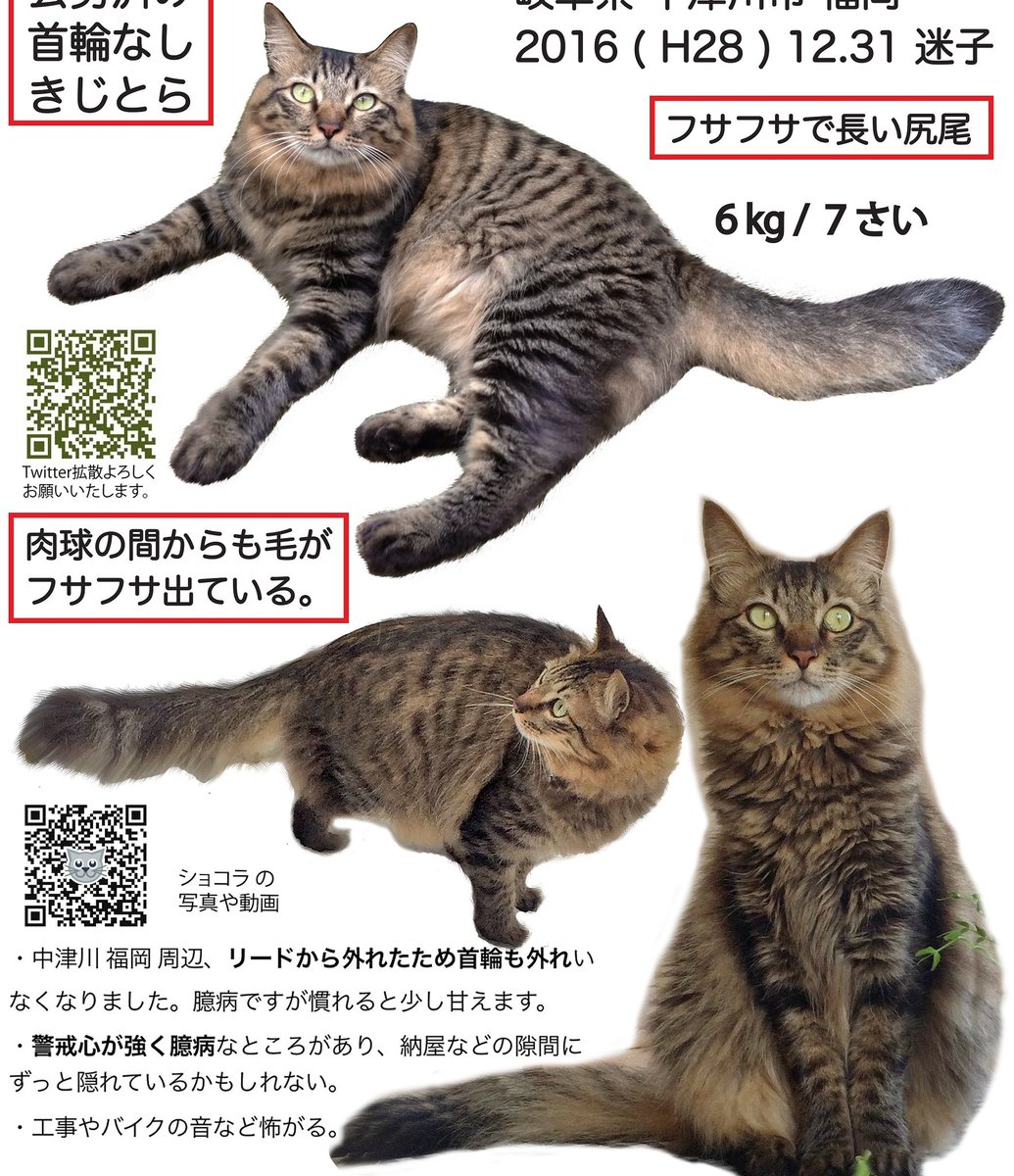 きじとら長毛 雄猫 ショコラを探しています No Twitter 愛猫 ショコラを探しています 去勢済み 雄 首輪がとれているため 里親 さがしか 譲渡会 にだされてしまったかも どうかご確認ください 宜しくお願いいたします 拡散希望 拡散希望rtお願い致します きじとら長毛 雄猫 ショコラを探しています No Twitter 愛猫 ショコラを探しています 去勢済み 雄 首輪がとれているため 里親 さがしか 譲渡会 にだされてしまったかも どうかご確認ください 宜しくお願いいたします 拡散希望 拡散希望rtお願い致します
