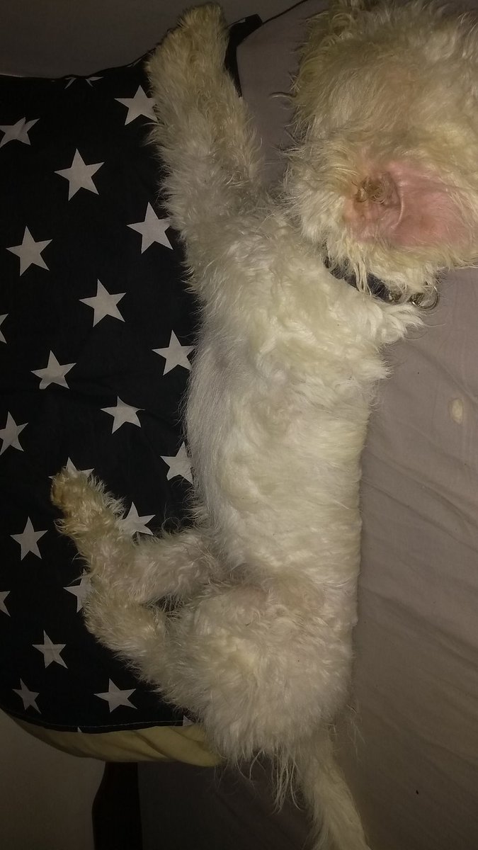 @RafaMartins05 (@rafamartins051) on Twitter photo 