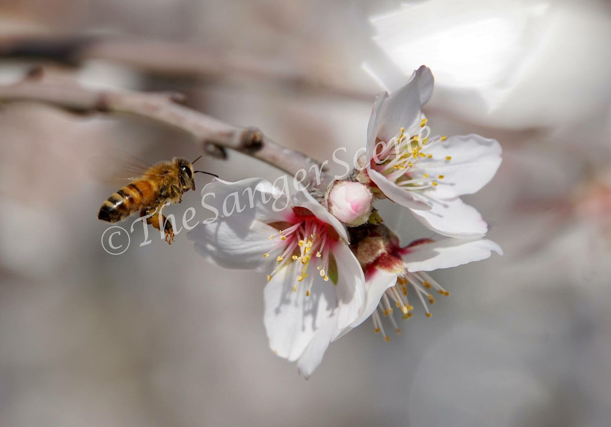 thesangerscene's tweet photo. The scene of a bee pollinating a blossom can be seen all around Sanger and the Blossom Trail. Take some time and go out and enjoy all the natural beauty of Sanger. #realizesanger #goblossomtrail #bee #blossom #beauty #naturephotography https://t.co/0vrIPubi0q