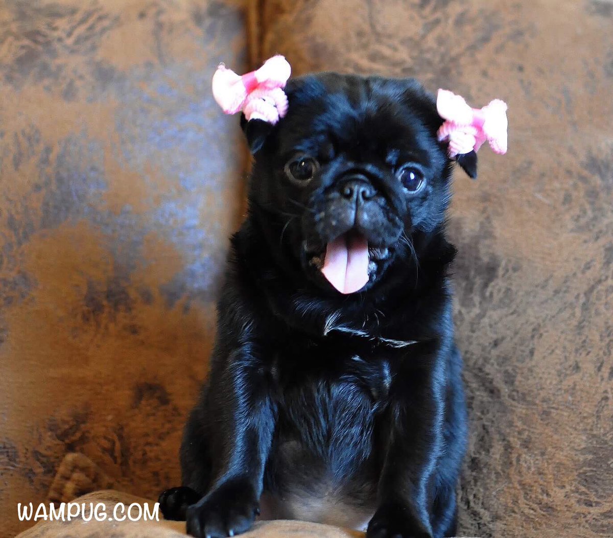 I’m back, and I just got an upgrade to version 2.0 Chubbs TE (Travel Edition ). I’m back and ready to set the world on FIRE 🔥! You can call me Ms Worldwide 🌎🌏🌍  My secret  identity is Saty Pugdashian🤣 #FromRussiaWithLove #ChubbsTE  #MsWorldwide #SatyPugdashian #ChubbsLegacy