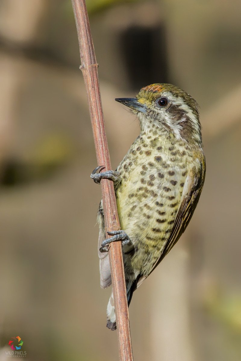 wild_pixels's tweet photo. Speckled Piculet (Picumnus innominatus)
Kotabagh, Uttarakhand
Feb 2018

@orientbirdclub @Avibase @SaevusWildlife @SanctuaryAsia @HBWAlive #speckledpiculet #wildpixels https://t.co/hjOYpoTHCn