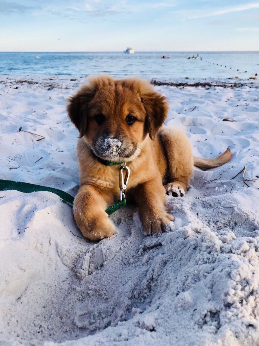 dog_rates's tweet photo. Meet Yogi. He made his first trip to the beach today. Could never have guessed eating sand would be so exhausting. 12/10 would bring back soon https://t.co/8dnaCObcZ4