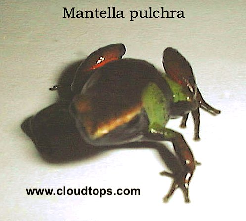DartFrogKing's tweet photo. Many Mantellas such as this Mantella pulchra have drab colors on the back but brilliant flash marks on the belly. 

Many Mantellas flip upside down when threatened, exposing flash marks that confuse predators. 

#MantellaPulchra #Mantellas #Frogs

https://t.co/TBb5t6lDA7 https://t.co/KdYSauYOJl