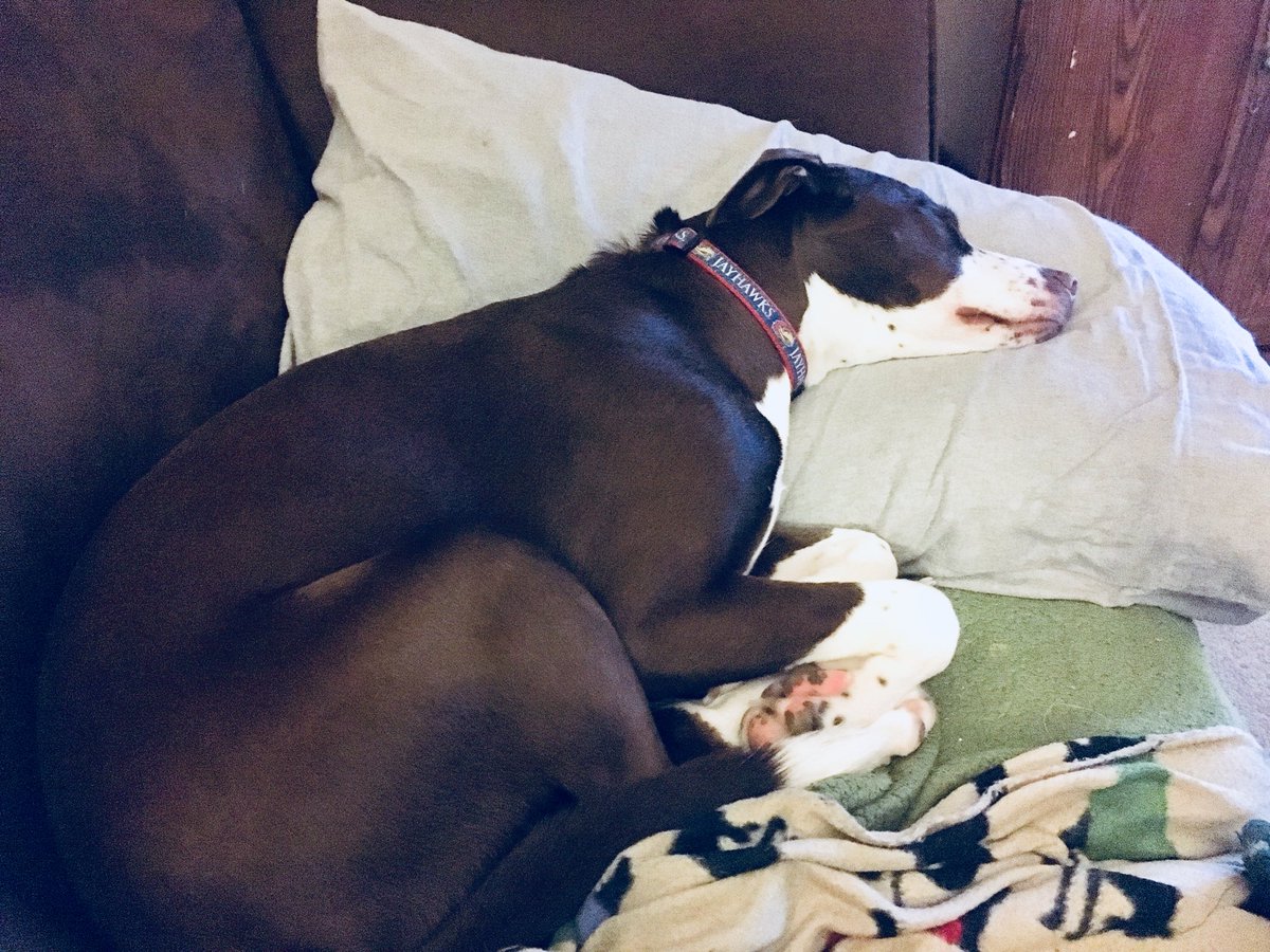 jodfoster's tweet image. YOU try to tell this dog no. #ItIsNotPossible #rescuedog #dogsoftwitter