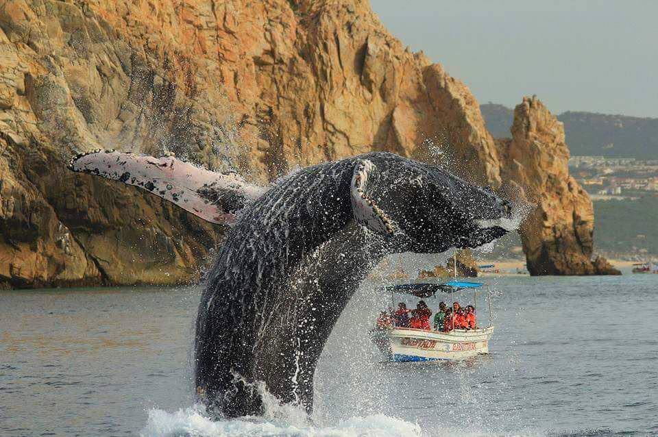 CaboMex's tweet photo. "We are tied to the ocean. And when we go back to the sea, whether it is to sail or to watch - we are going back from whence we came." - JFK 📷 @surfschool_loscabos_lineup 🐋✨#WhaleWatching #Cabo https://t.co/ivH2CWhk15