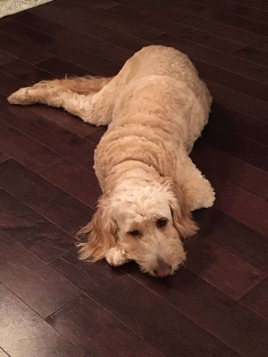 jdalessandro331's tweet photo. @CaseyNeistat Sadie is tired as hell in Southern Jersey https://t.co/NHVrVbjAqp
