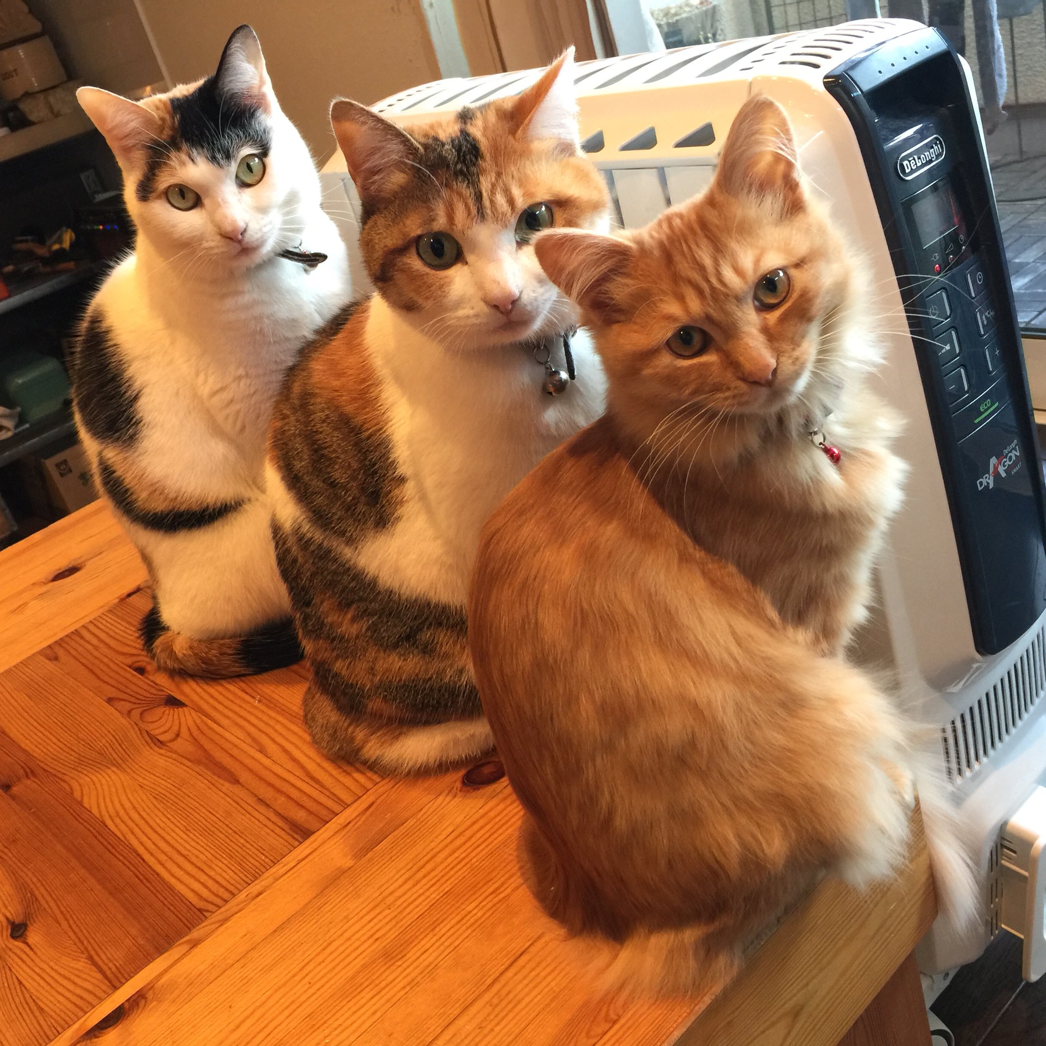 猫とダルメシアンとレトロ古着 Twitterren 今日も朝からニャロンギ中です デロンギ オイルヒーター 猫 ネコ ねこ T Co Qkzekl9mme Twitter
