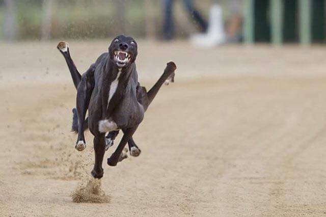 Нохой жил ирлээ #гэнээ