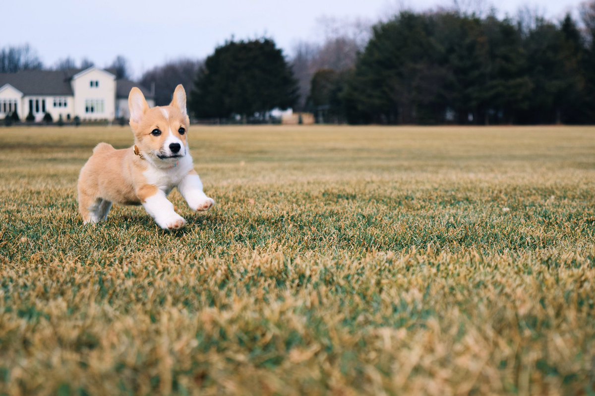 garnermegan's tweet photo. Looking back at a great day at the park #Corgi https://t.co/ryk0rmgXW8