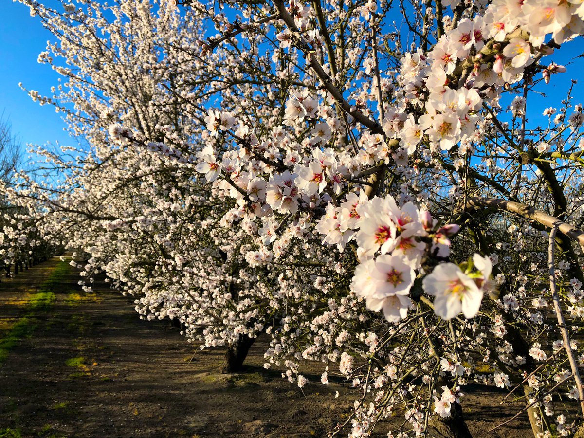 Don't you love Almond Blossom season? It is so beautiful around our region. Make sure you check out the ModestoView event calendar so you know what is going on.  Don't wake up the next day and realize you missed something.  Check it out:  modestoview.com  #modestousa