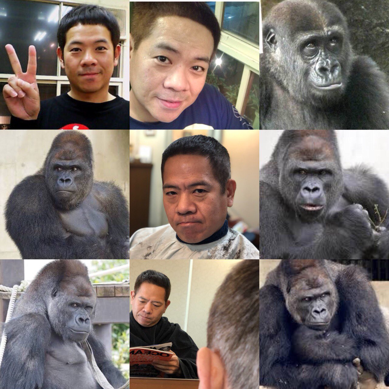 宮迫 ゴリラはとても温和で繊細な動物である 近年わかった事だが なんと食事中に鼻歌を歌う個体も存在するそうです T Co Djvjkyooox Twitter