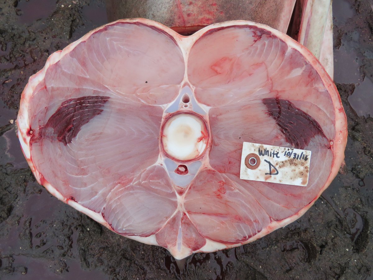 MA_Sharks's tweet photo. @ExpatScientist @WhySharksMatter @CSULBsharklab @lostsharksguy @Mojoshark It depends on several factors including size of the shark as well as location on the body. Here's a cross section of a 12' male white shark so you can see how it is thicker in some places and thinner in others. https://t.co/ZknuGewdgz