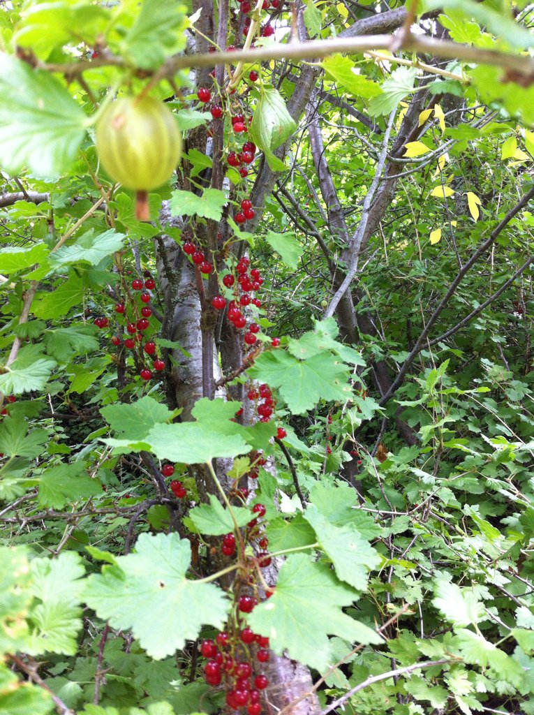 checubilla's tweet photo. Comiendo #Guinda #Calafate #Grosella #Manzana #Corintos #Frambuesa en el campo #Coyhaique #PatagoniaChile https://t.co/o59mzQrnHQ