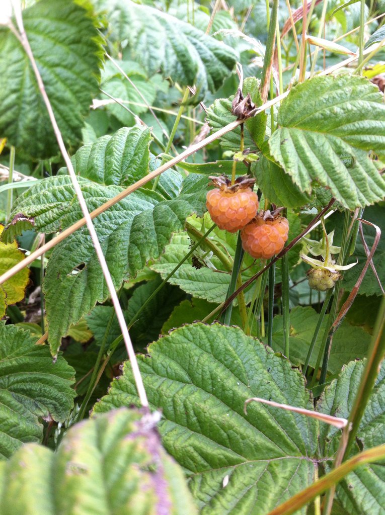checubilla's tweet photo. Comiendo #Guinda #Calafate #Grosella #Manzana #Corintos #Frambuesa en el campo #Coyhaique #PatagoniaChile https://t.co/o59mzQrnHQ