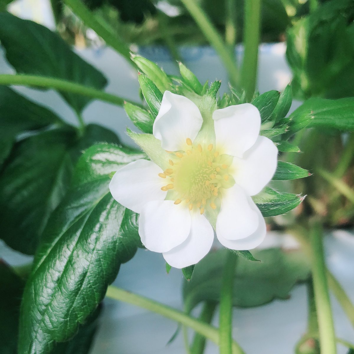 #拡散希望
#RT希望

いちご狩り🍓♡🍓
幸せすぎる❤︎☺️

ブログ更新しました🍓
《missofcircle.com/2018/02/16706》

投票お願いします🍓☺︎🍓
《missofcircle.com/entrants/0168》

#ミスオブサークル2018
#LIVEcommune