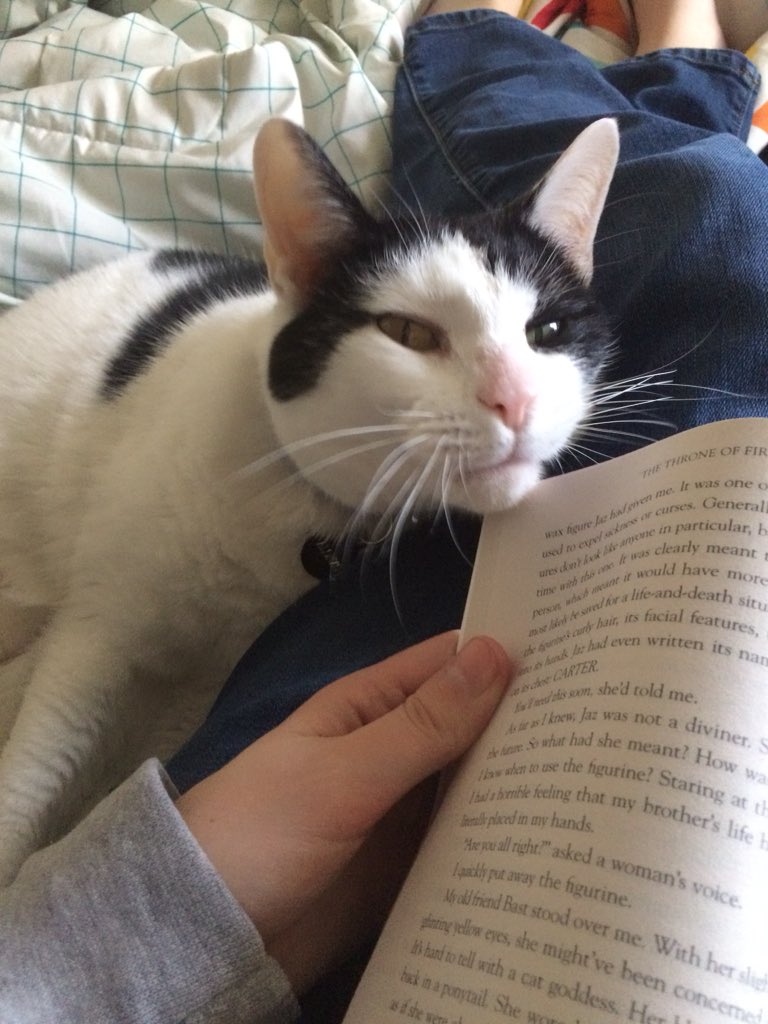 Triple_Ess_'s tweet photo. Today has been a day of reading cats and dozing dogs. Miss Marple did not fancy a photo appearance, apparently, as she waited until my phone was FAR AWAY before she cuddled and read with me. #lifewithcats #PercythePyrenees https://t.co/OdjyZSKdgz