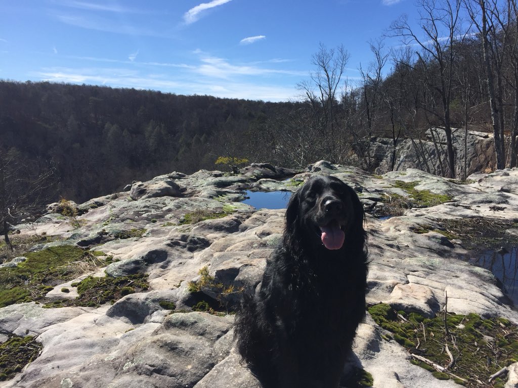 NCCConservancy's tweet image. More from today’s clean up!