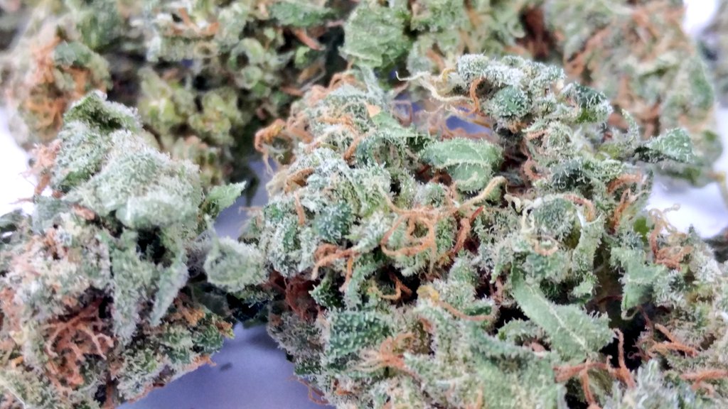 SpookyActors's tweet photo. Moonshine Haze #weedporn #cannabis https://t.co/DuTA8PI7Yq