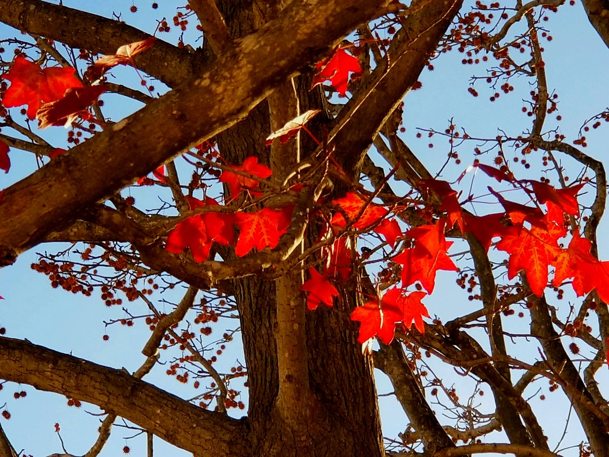 DannySells's tweet image. A beautiful day in the neighborhood