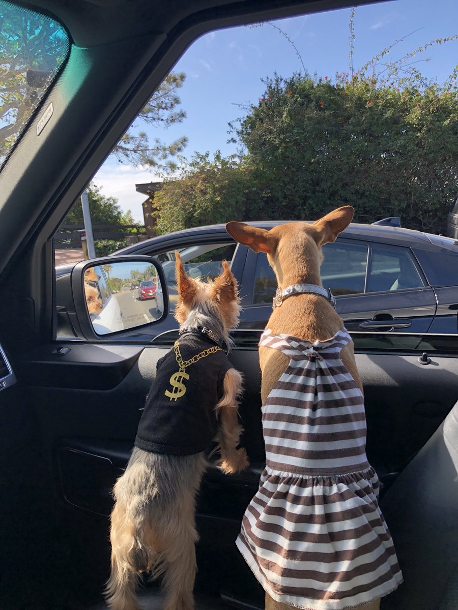 TAldatz's tweet image. Rico &amp;amp; Coco cruising PCH today!