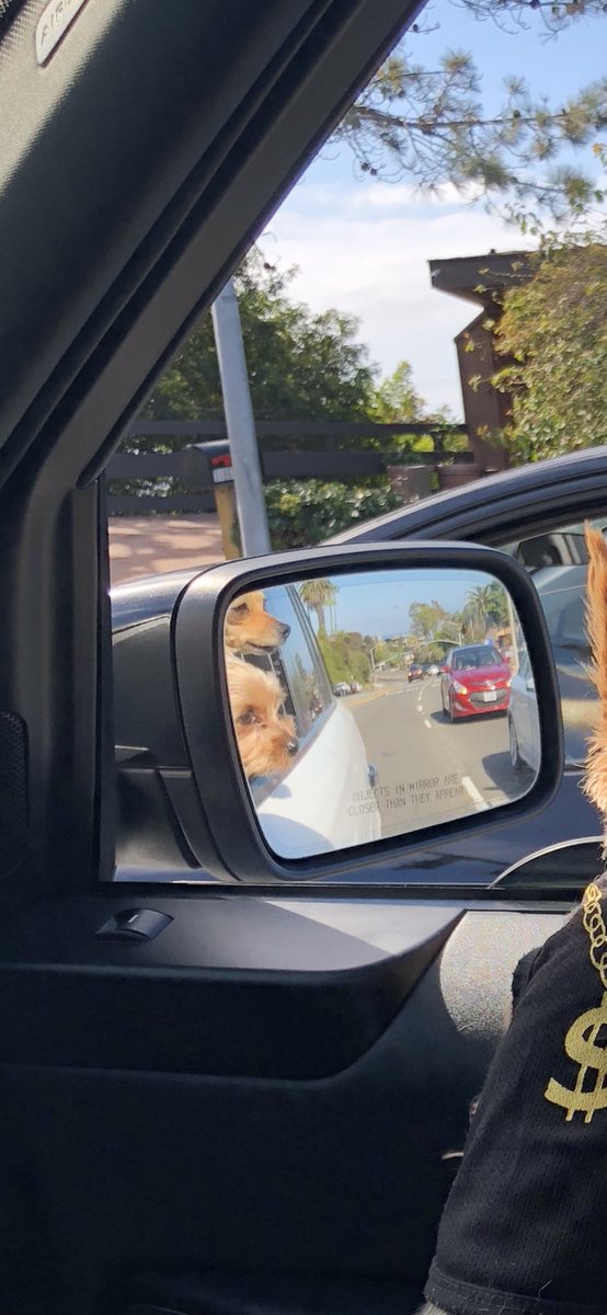 TAldatz's tweet image. Rico &amp;amp; Coco cruising PCH today!