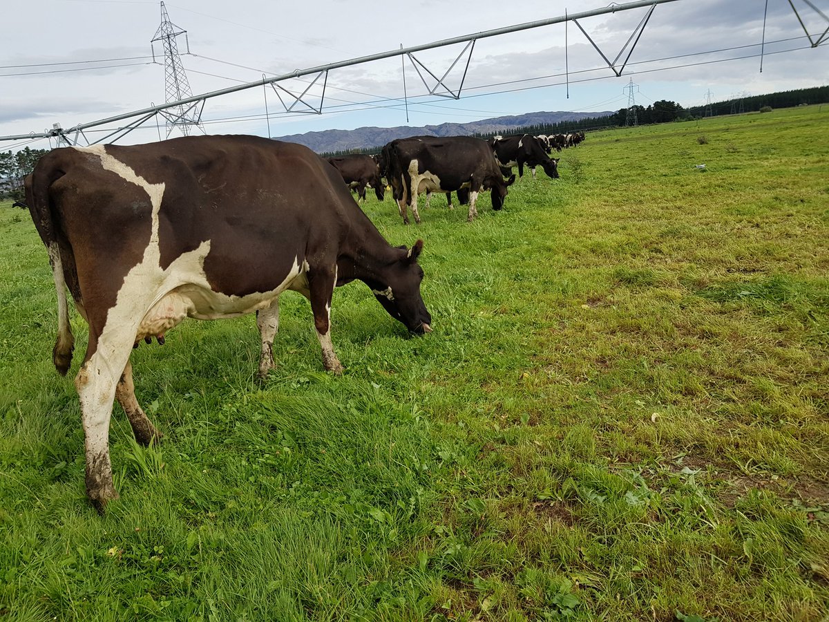 ClagueJess's tweet photo. When you take a break fence down and look back #residualgoals #FebruDairy #dairylife #grasstomilk https://t.co/eVRM2So9Mi