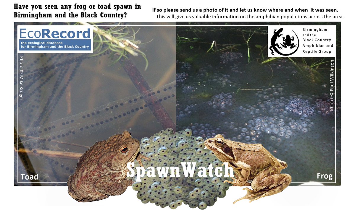 EcoRecording's tweet photo. 🐸 If you spot any frog or toad spawn anywhere in Birmingham and the Black Country we want to know about it.  Please tweet your sightings (&amp; photos!) @EcoRecording or use our snazzy new #spawnwatch recording form! https://t.co/F1jCX7qwMA … 🐸 #froguary https://t.co/oBtU0oOJwW