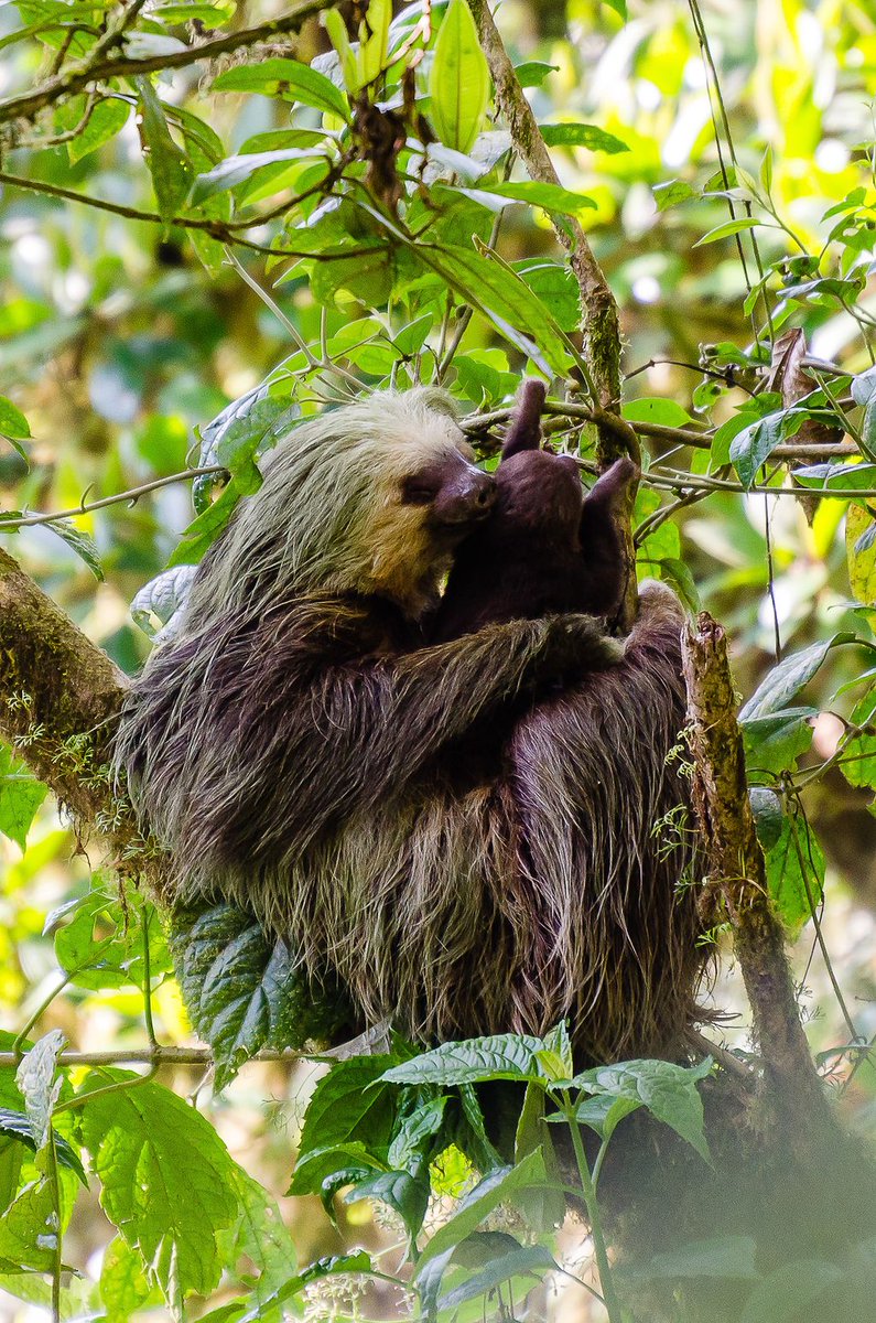 Goedemorgen! Hang jij nog de luiaard uit of ben je alweer aan de slag?

📸Columbus-reisreporter martinhectors

bit.ly/luiaardmonteve…