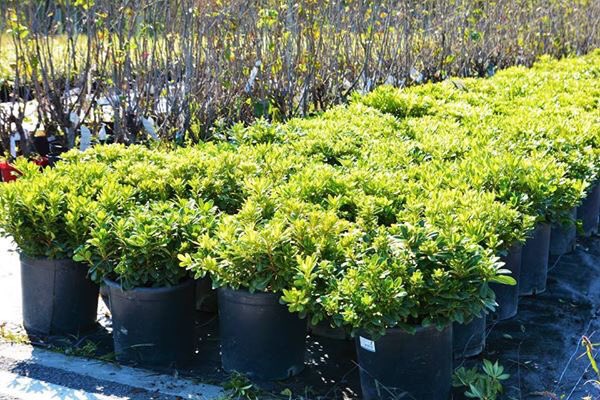 Bodur Yildiz Calisi Cosan Fidancilik